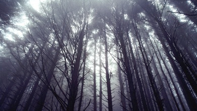 Light in the forest